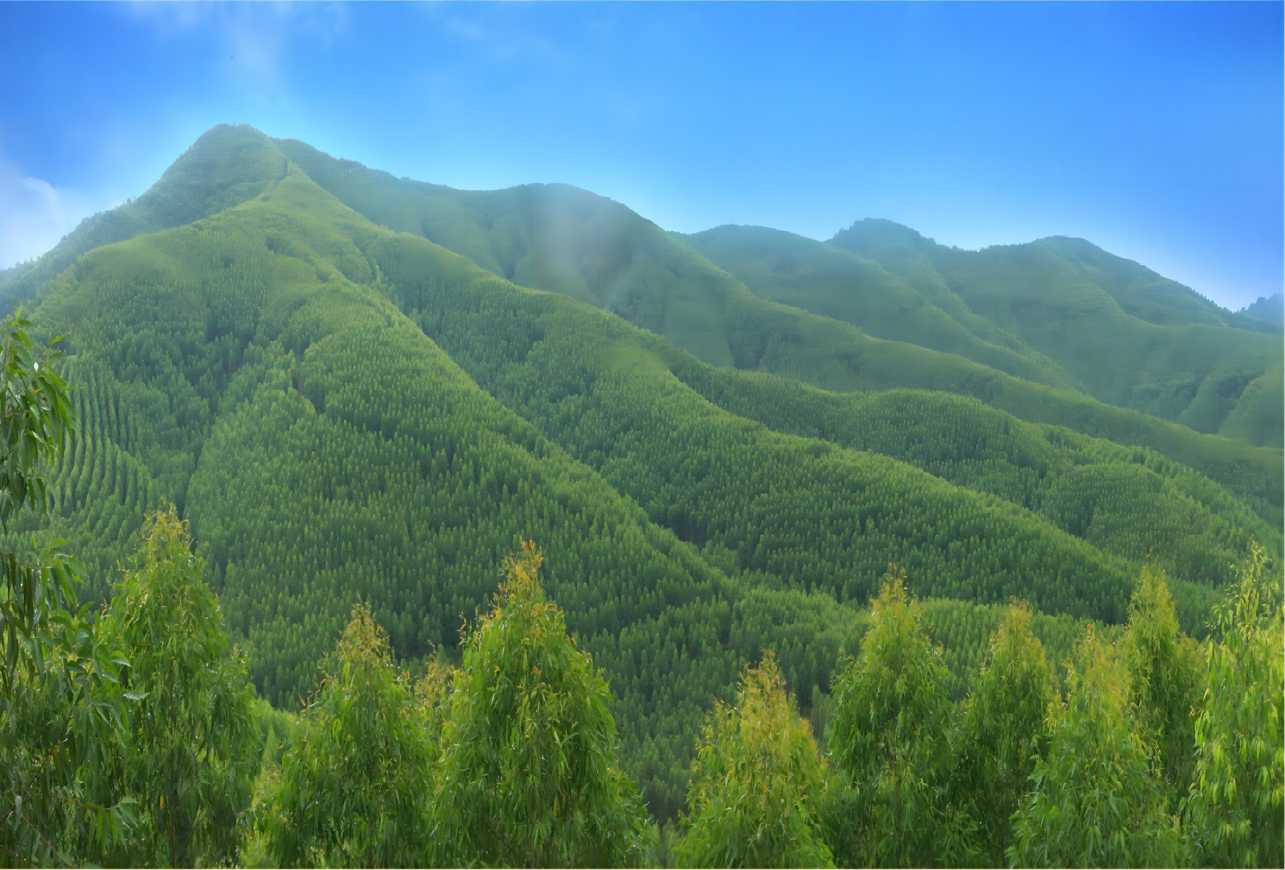 1668393656252008.png 林地大圖1(1).png